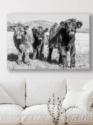 Highland cow wall art – farmhouse decor fine art photography by Debra Gail Fine Art