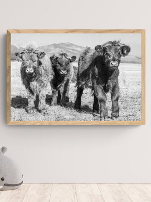 Highland cow wall art – farmhouse decor fine art photography by Debra Gail Fine Art