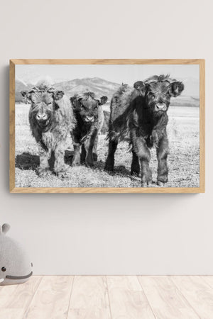 Highland cow wall art – farmhouse decor fine art photography by Debra Gail Fine Art