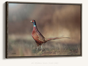 Pheasant wall art – canvas framed print Kansas prairie fine art photography by Debra Gail Fine Art