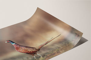 Pheasant wall art – canvas framed print Kansas prairie fine art photography by Debra Gail Fine Art