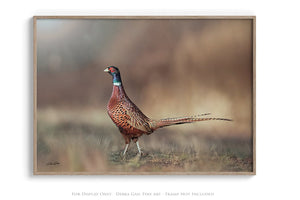 Pheasant wall art – canvas framed print Kansas prairie fine art photography by Debra Gail Fine Art