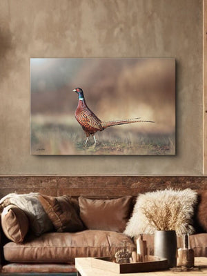 Pheasant wall art – canvas framed print Kansas prairie fine art photography by Debra Gail Fine Art