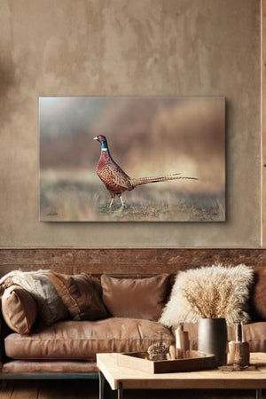 Pheasant wall art – canvas framed print Kansas prairie fine art photography by Debra Gail Fine Art