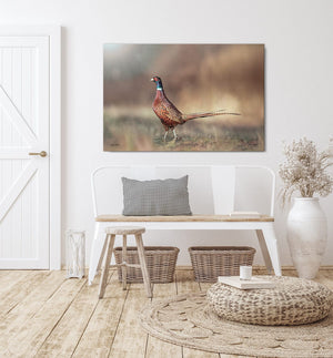 Pheasant wall art – canvas framed print Kansas prairie fine art photography by Debra Gail Fine Art