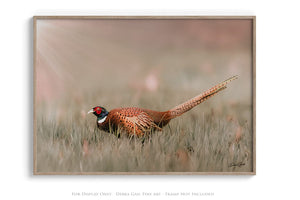 Pheasant wall art – canvas framed print Kansas prairie fine art photography by Debra Gail Fine Art