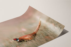 Pheasant wall art – canvas framed print Kansas prairie fine art photography by Debra Gail Fine Art