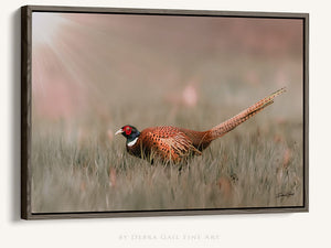 Pheasant wall art – canvas framed print Kansas prairie fine art photography by Debra Gail Fine Art