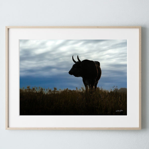 Debra Gail Fine Art Photo Print / 10x8 Austin Texas Longhorn Bull Wall Art Canvas