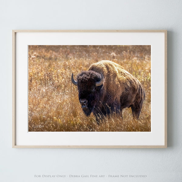 Debra Gail Fine Art Photo Print / 10x8 GOLDEN BISON BULL - WESTERN DECOR