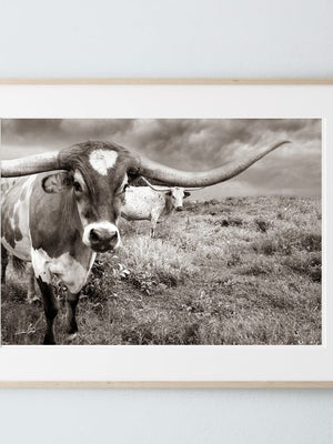 Texas Longhorn wall art – Western ranch photography print by Debra Gail Fine Art