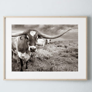 Texas Longhorn wall art – Western ranch photography print by Debra Gail Fine Art