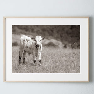 Texas Longhorn wall canvas barnwood framed Western fine art print by Debra Gail Fine Art