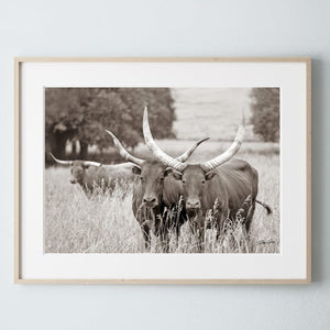 Longhorn cow wall decor canvas – rustic Western fine art print by Debra Gail Fine Art