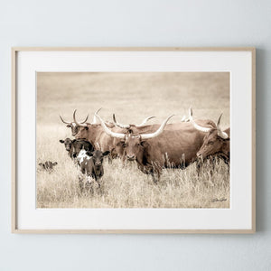 Longhorn cow wall decor canvas – rustic Western fine art print by Debra Gail Fine Art