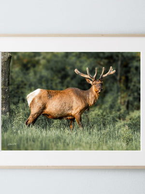 Elk wall art – Western wildlife fine art photography by Debra Gail Fine Art
