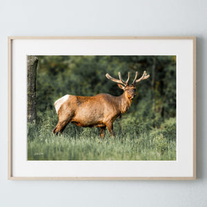 Elk wall art – Western wildlife fine art photography by Debra Gail Fine Art