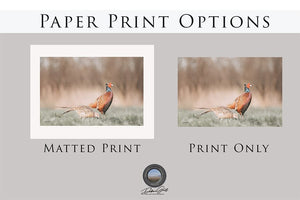 Pheasant wall art – canvas framed print Kansas prairie fine art photography by Debra Gail Fine Art