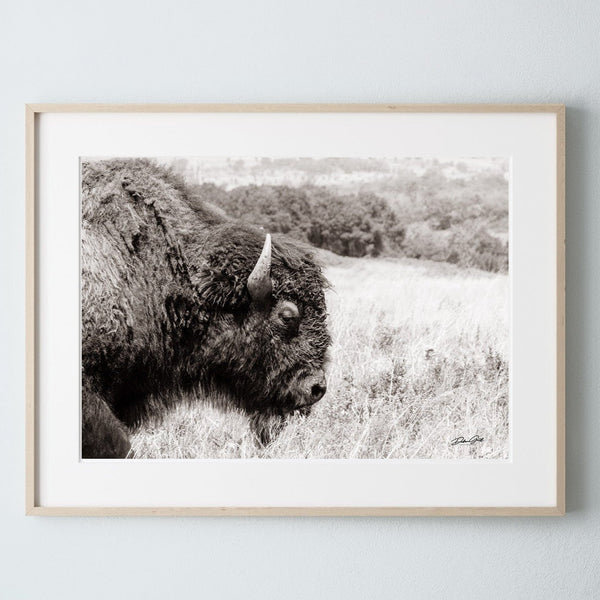 Debra Gail Fine Art Photo Print / 10x8 MAJESTIC PLAINS BISON - WESTERN DECOR