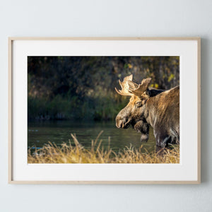 Moose wall art – rustic wildlife fine art photography by Debra Gail Fine Art