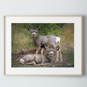 Deer wall art – rustic prairie wildlife fine art print by Debra Gail Fine Art