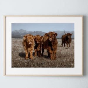 Highland cow wall art – rustic farmhouse fine art print by Debra Gail Fine Art