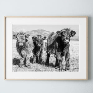 Highland cow wall art – farmhouse decor fine art photography by Debra Gail Fine Art