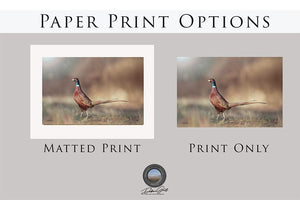 Pheasant wall art – canvas framed print Kansas prairie fine art photography by Debra Gail Fine Art