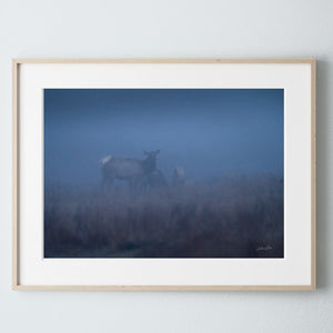 Elk wall art – Western wildlife fine art photography by Debra Gail Fine Art