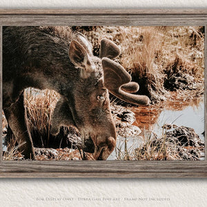 Debra Gail Fine Art Photo Print / 10x8 Rustic Moose Wall Art - Wildlife Photography Canvas or Print