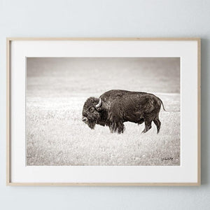 Buffalo fine art print – Great Plains wildlife wall decor by Debra Gail Fine Art