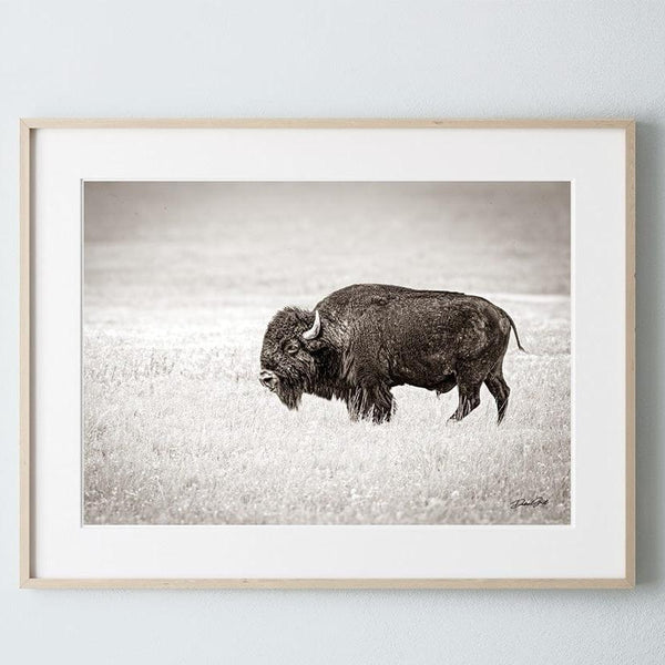 Debra Gail Fine Art Photo Print / 10x8 SOLITARY BISON - FINE ART PHOTOGRAPHY PRINT RUSTIC WESTERN DECOR