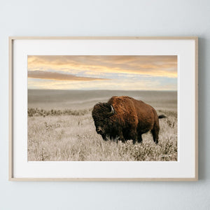 Debra Gail Fine Art Photo Print / 10x8 SUNSET PHOTOGRAPHY - THE BISON BULL