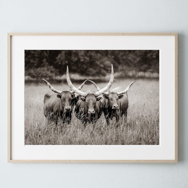 Debra Gail Fine Art Photo Print / 10x8 Texas Longhorn Watusi Art - Western Decor