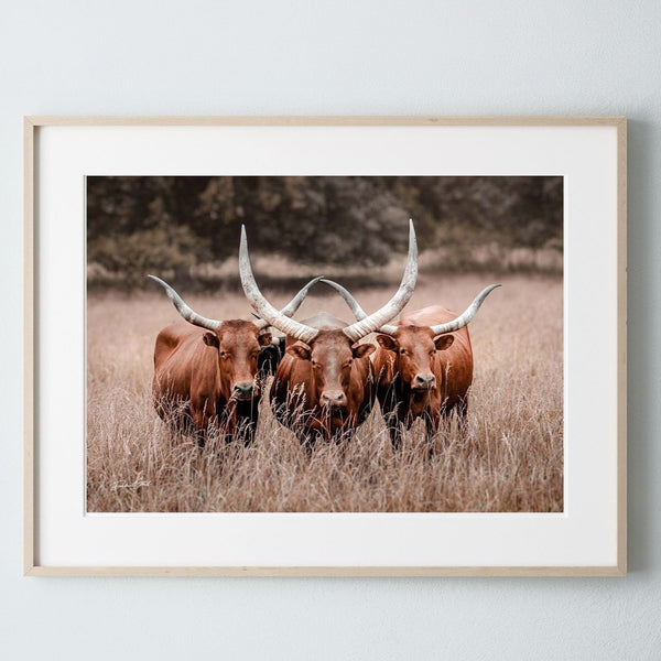 Debra Gail Fine Art Photo Print / 10x8 Texas Longhorn Watusi Canvas Art Print - Western Style