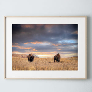 Debra Gail Fine Art Photo Print / 10x8 UNTAMED FREEDOM - AMERICAN BISON IN THE SUNSET