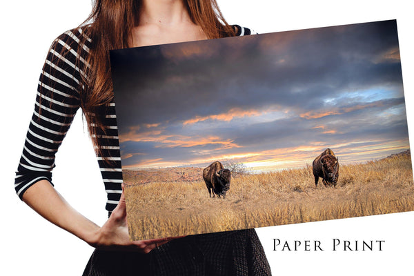 Debra Gail Fine Art Photo Print / 10x8 UNTAMED FREEDOM - AMERICAN BISON IN THE SUNSET