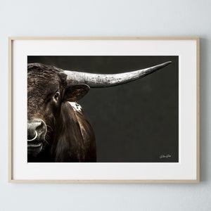 Texas Longhorn wall art – Western ranch photography print by Debra Gail Fine Art