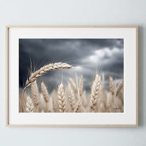 Wheat field wall art – Kansas prairie agriculture photography by Debra Gail Fine Art