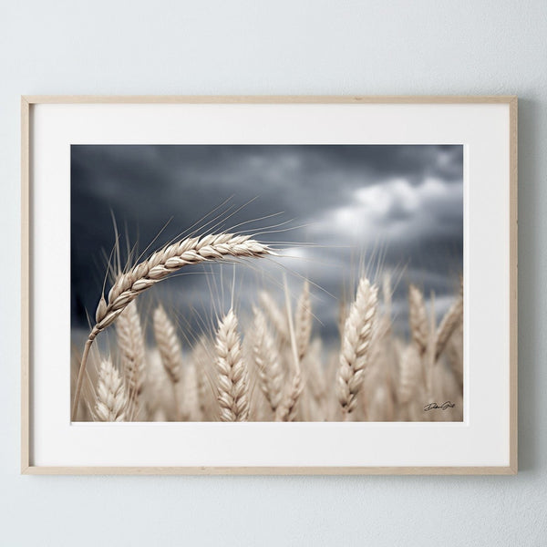 Debra Gail Fine Art Photo Print / 10x8 Wheat Under a Stormy Sky | Kansas Art Print