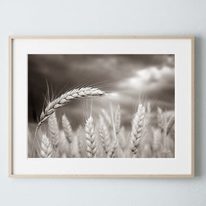 Wheat field wall art – Kansas prairie agriculture photography by Debra Gail Fine Art