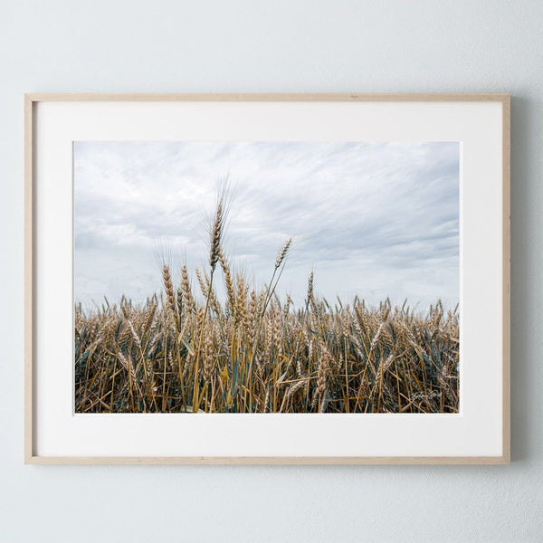 Debra Gail Fine Art Photo Print / 10x8 WHEATFIELD NATURE PHOTOGRAPHY - RURAL KANSAS LANDSCAPE ART