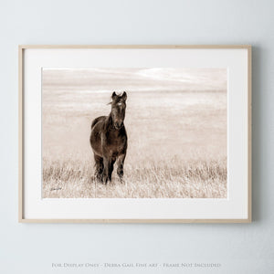 Wild Horse wall art – rustic Western fine art print by Debra Gail Fine Art
