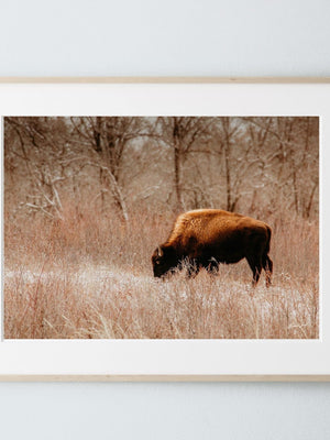 Buffalo Bison wall art canvas – rustic prairie photography print by Debra Gail Fine Art