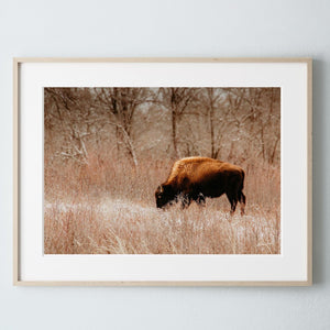 Buffalo Bison wall art canvas – rustic prairie photography print by Debra Gail Fine Art