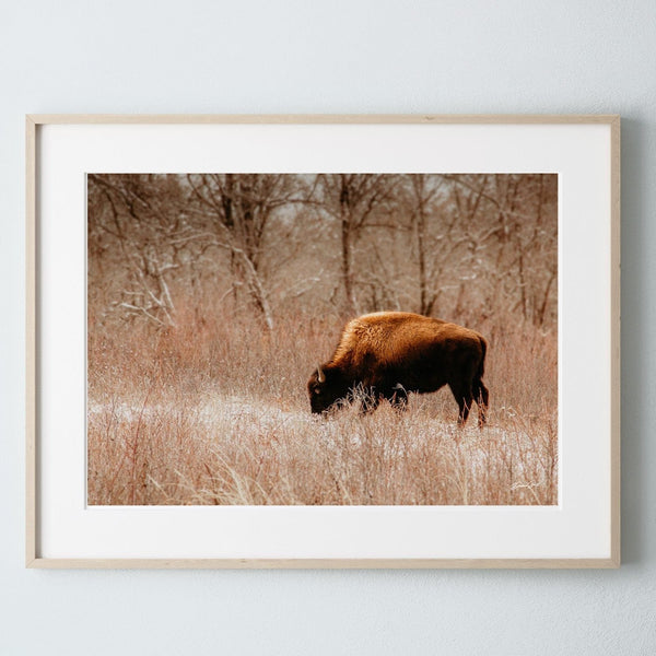 Debra Gail Fine Art Photo Print / 10x8 WINTER BISON GRAZING - RUSTIC DECOR