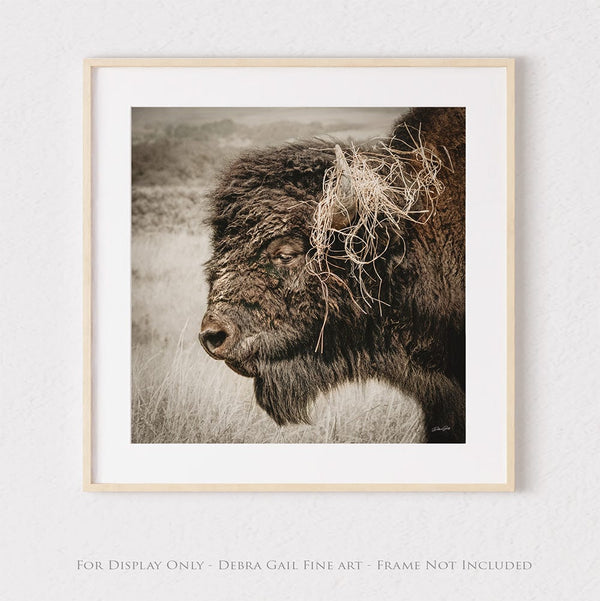 Debra Gail Fine Art Photo Print / 16x16 Wild and Free – Bison in the Prairie - Rustic Buffalo Wall Art Decor