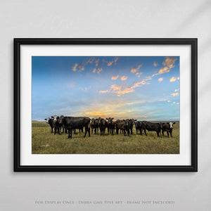 Angus cow canvas wall art – Western ranch fine art photography by Debra Gail Fine Art