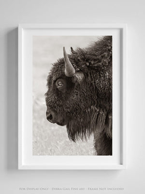 Bison wall art – rustic prairie photography print by Debra Gail Fine Art