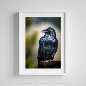 Raven wall art – predator bird wildlife fine art photography by Debra Gail Fine Art